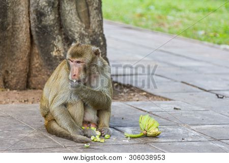 Monkey  Eating Fruit