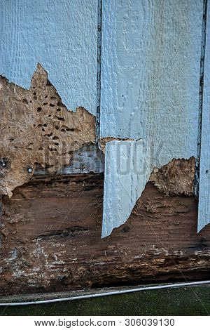 Blue Siding With Termite And Weather Damage Cracking It