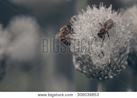 Bees On Flowers, Summer Garden, Natural Background.