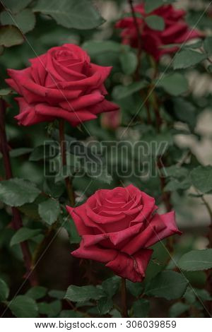 Bright,red Flowers In The Summer Garden, Natural Background