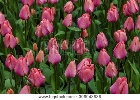 Field Of Beautiful Red Tulips In Holland.
