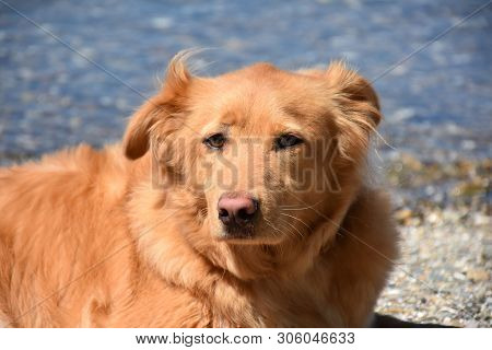 Sweet Faced Resting Yarmouth Toller Dog Laying On A Beach.