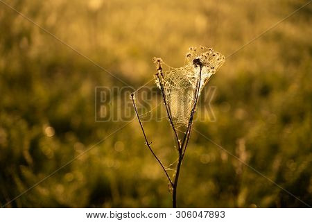 Closeup Photo Of Spider On Web, Sunrise