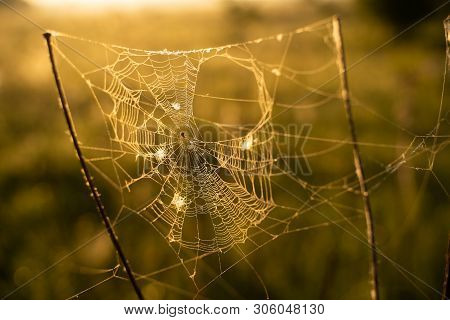 Closeup Photo Of Spider On Web, Sunrise