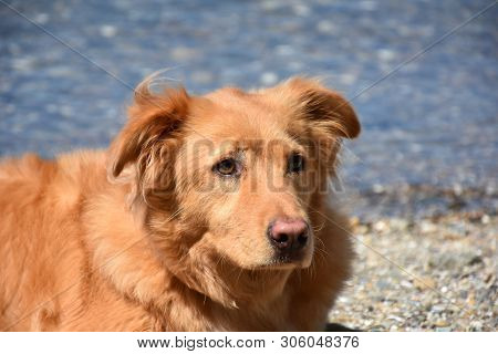 Sweet Little Red Duck Dog Sleeping On The Beach In The Summer Sun.