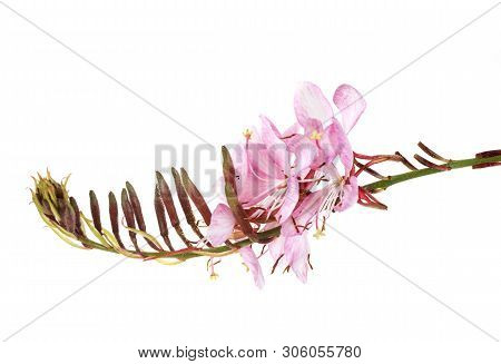 Gaura Plant In Front Of White Background