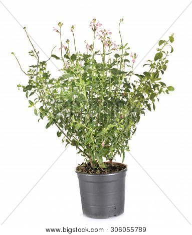 Salvia Microphylla In Front Of White Background