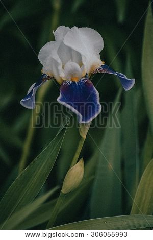 Bright Flowers In The Summer Garden, Natural Background