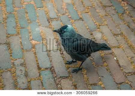 Crow In Amsterdam On Brick Sidewalk, Eye Very Good Visible.