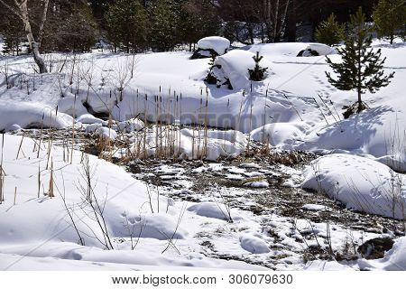 View Of The Pines And Snow Cover At The Foot Of Mount Elbrus In The Azau Valley In The Mountains Of 