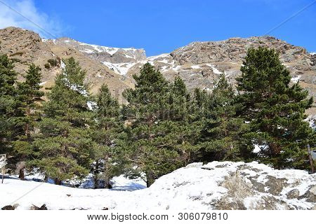 View Of A Rocky Ridge With Pines At The Foot Of Mount Elbrus In The Azau Valley In The Mountains Of 