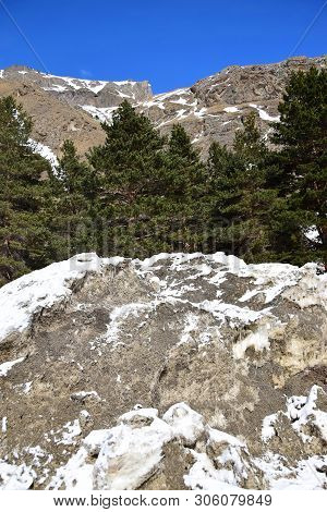 View Of Conifers And Avalanche In The Rocky Mountains At The Foot Of Mount Elbrus In The Azau Valley