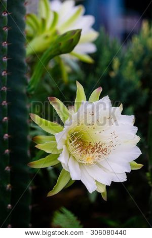Closeup Beautiful White Cereus Peruvianus Flower On Garden