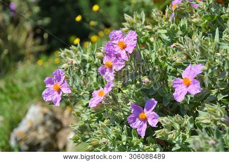 Cistus Incanus Rock Rose Flowers Growing In France