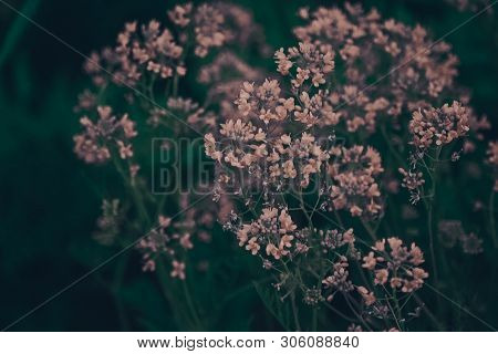 White Flowers In A Dark Forest, Summer In The Village.