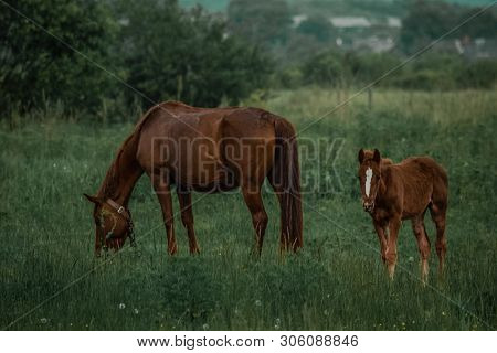 Beautiful Horses In The Field, Natural Background.