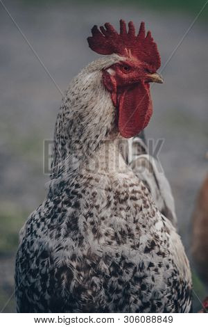 Proud Cock In The Village, Summer In The Village.