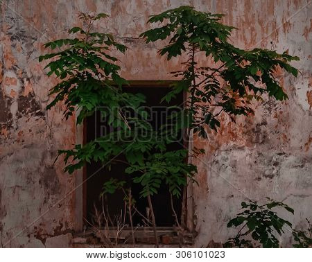 Old House In The Village, Green Tree In The House.
