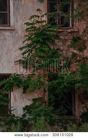 Old House In The Village, Green Tree In The House.