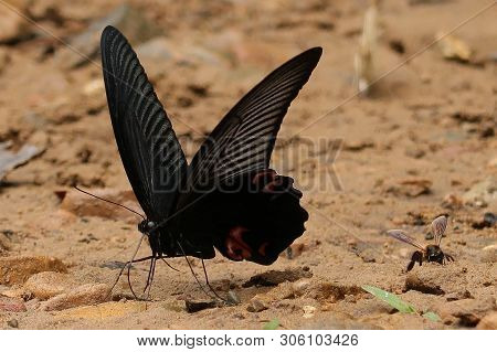 Great Mormon Butterfly Next To A Flying Bee