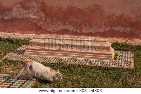 Marrakech, Morocco, Africa - January 16, 2014: White Cat Next To A Small Arab Tomb On A Green Grass 