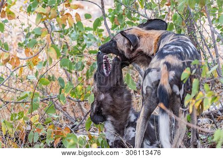 Wild Dogs, Lycaon Pictus, Also Called Painted Dogs, Playing. Limpopo Province Of South Africa