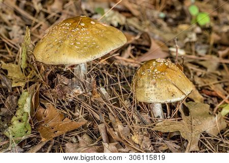 Mushrooms In The Wild Growing In The Grass, Forest Mushrooms