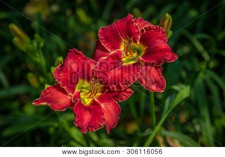 Two Scarlet Red Daylilies Blooming In A Cluster With Other Hemerocallis In A Garden On A Hot Mid Sum