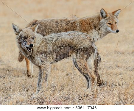 Wild Coyote In The Rocky Mountains Of Colorado