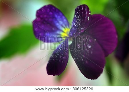 Viola Tricolor, Also Known As Johnny Jump Up Or Yellow Pansy, Heartsease, Violas Or Pansies Closeup 