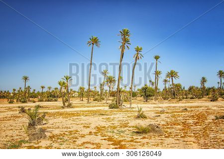Palm Trees Standing In A Desert In A Palmeraie, Marrakesh. It Is Nature Background Of Morocco, Afric