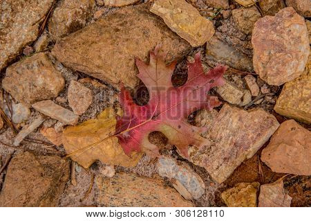 Colorful Red Autumn Leaf Lying On Display On The Lake Shore Rocks