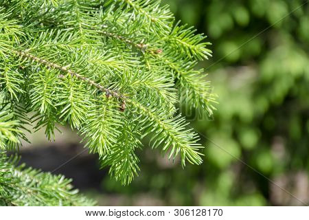 Background With High Quality Christmas Trees, Young Green Nordmann Fir Close Up
