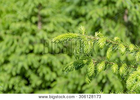 Background With High Quality Christmas Trees, Young Green Nordmann Fir Close Up