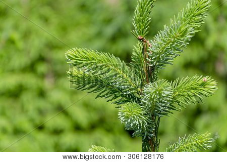 Background With High Quality Christmas Trees, Young Green Nordmann Fir Close Up