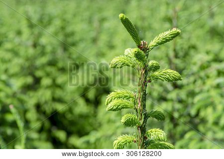 Background With High Quality Christmas Trees, Young Green Nordmann Fir Close Up