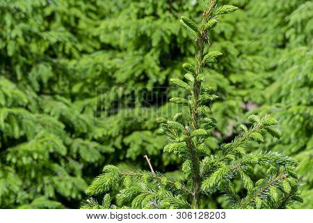 Plantation In Europe Of High Quality Christmas Trees, Green Nordmann Fir