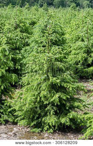 Plantation In Europe Of High Quality Christmas Trees, Green Nordmann Fir