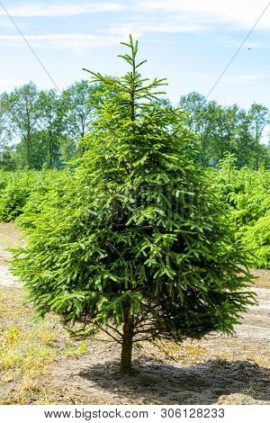Plantation In Europe Of High Quality Christmas Trees, Green Nordmann Fir