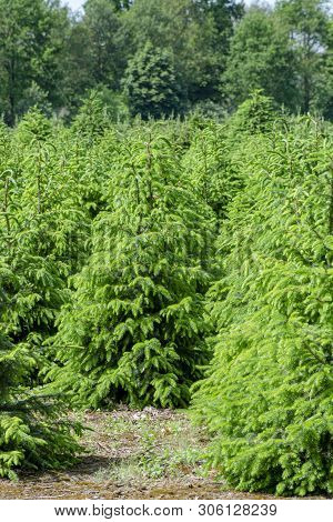Plantation In Europe Of High Quality Christmas Trees, Green Nordmann Fir