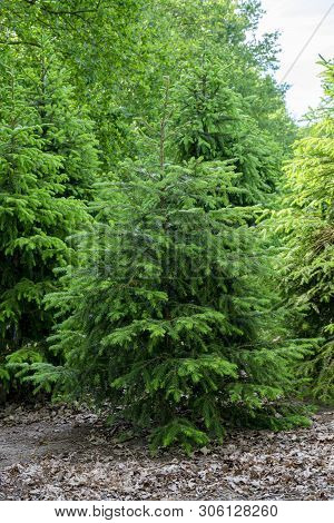Plantation In Europe Of High Quality Christmas Trees, Green Nordmann Fir