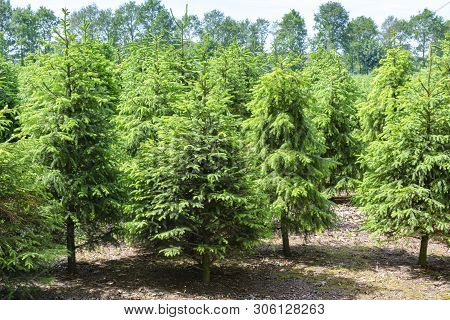 Plantation In Europe Of High Quality Christmas Trees, Green Nordmann Fir