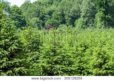 Plantation In Europe Of High Quality Christmas Trees, Green Nordmann Fir