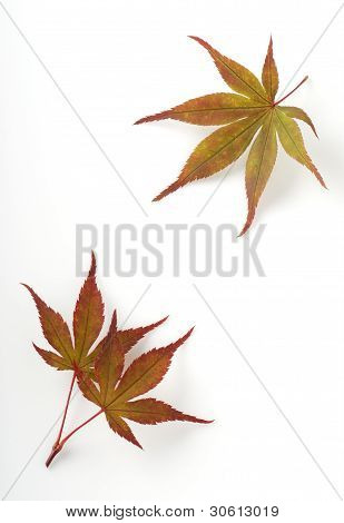 Foglie di albero di acero giapponese