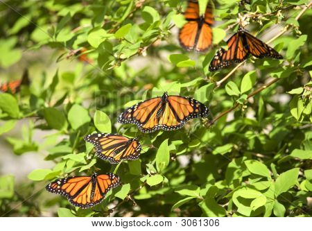 Monarch sommerfugle