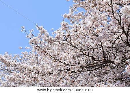 Ciliegio (sakura) Blossom