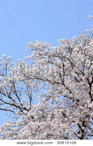 Ciliegio (sakura) Blossom