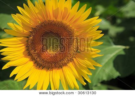 Sun Flower