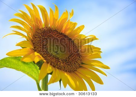 Sun Flower