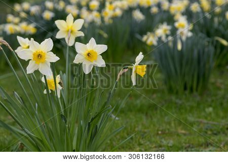 Yellow Golden And White Wild Daffodils Narcissus (narcissus Pseudonarcissus). York, England